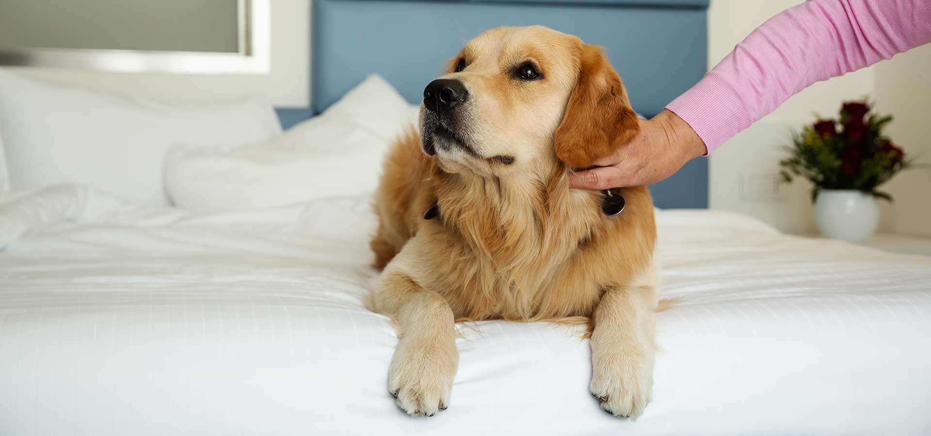 Hotel Pet Friendly a Chioggia